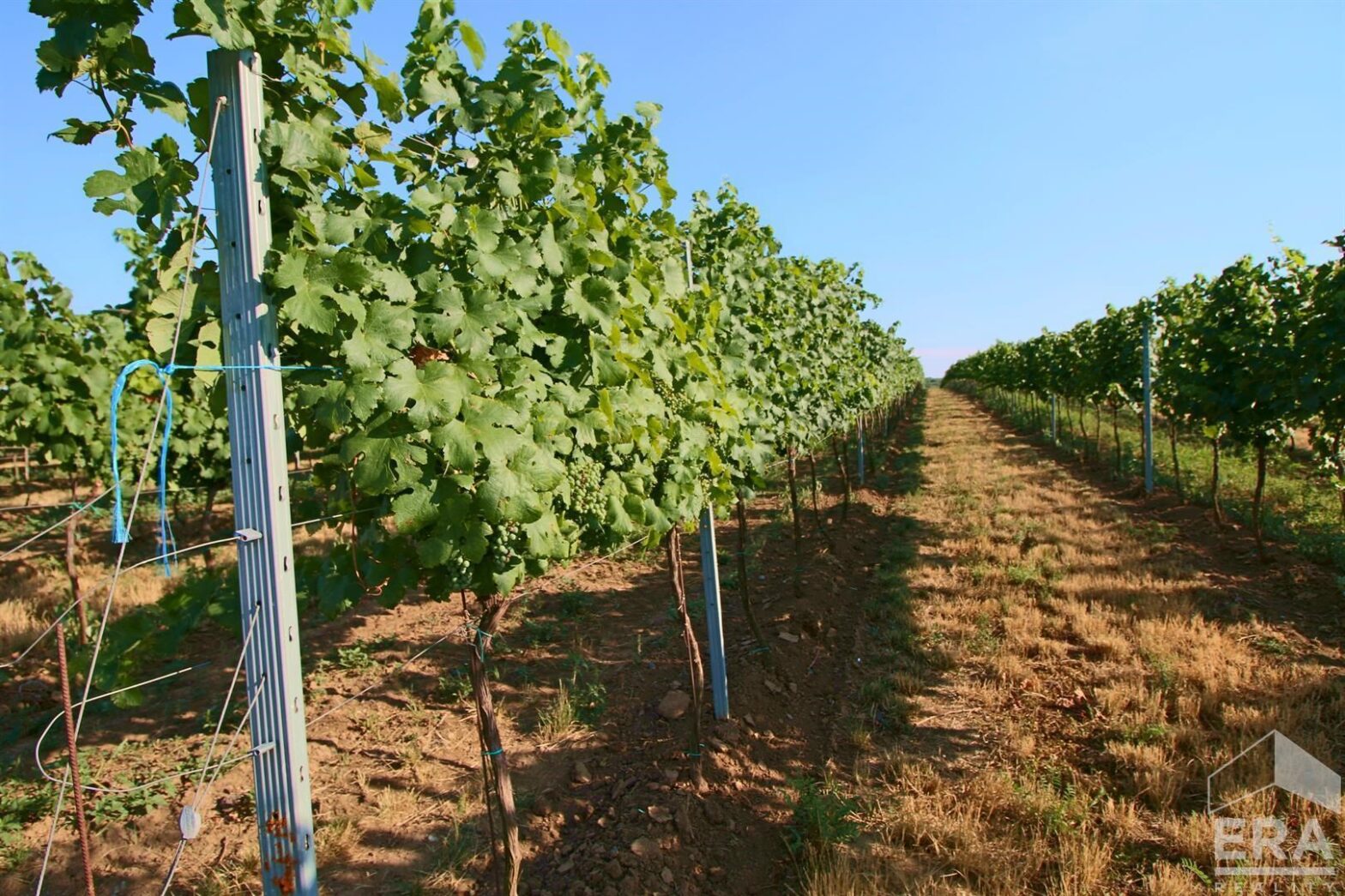 Vinice v perfektním stavu 1,62 ha Bulhary